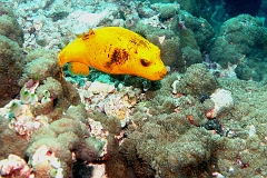 Velidhu - 2013_03_11 - IMG_0551rf_Tetrodon jaune - Arothron nigropunctarus_Kuda reef_Plongee